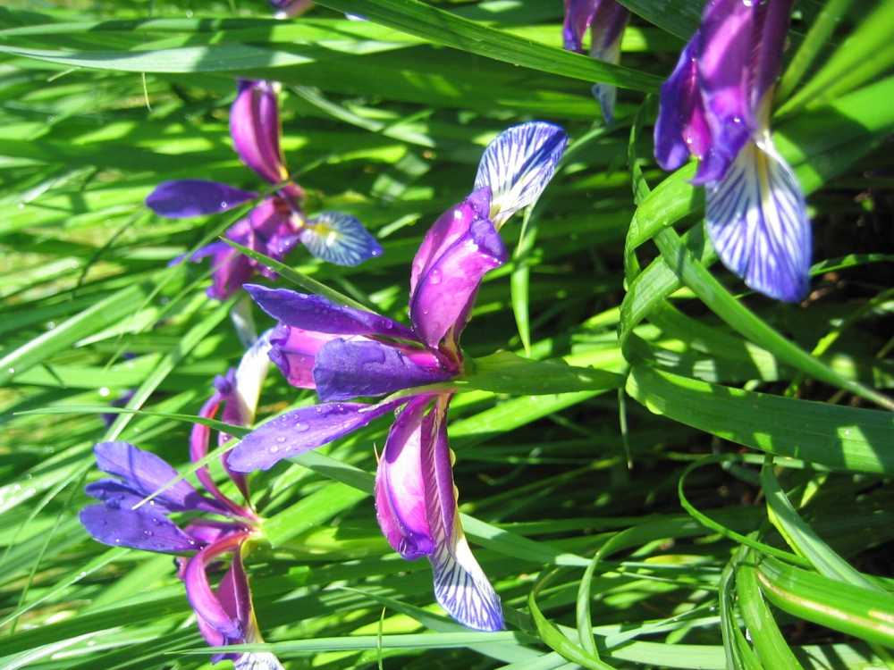 Iris graminea (Grasblättrige Pflaumenduft-Schwertlilie)